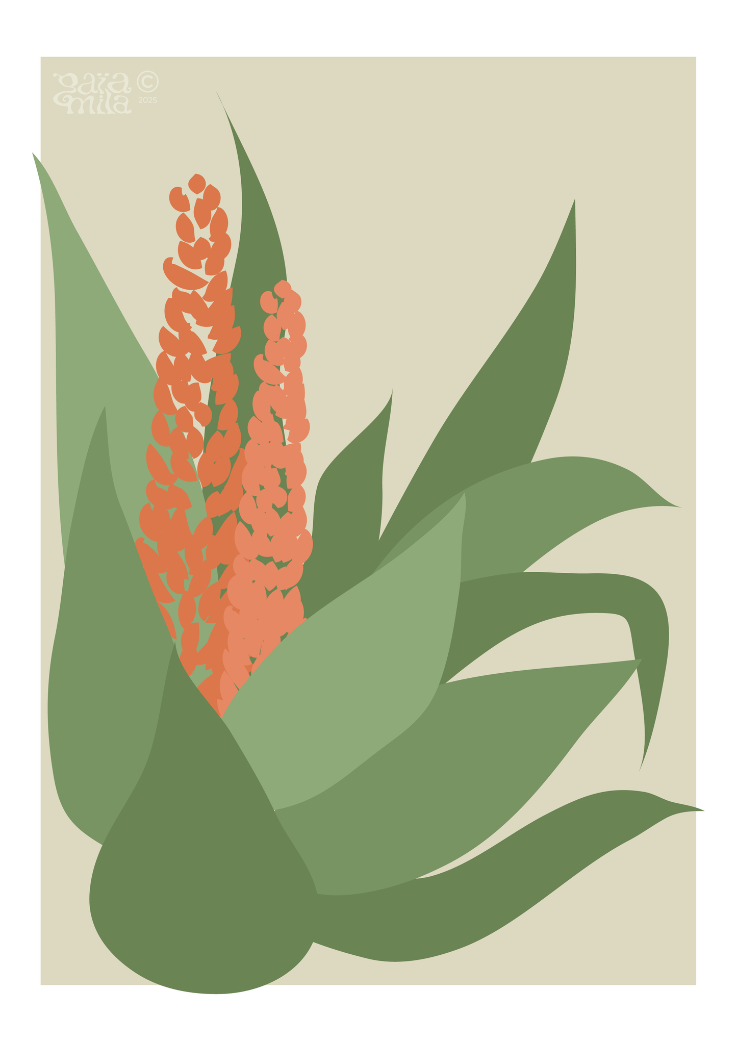 Aloe